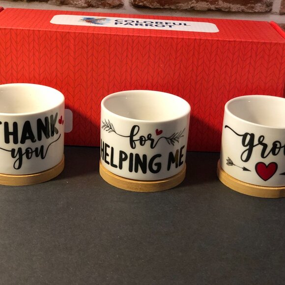 Colorful Parrot Appreciation Succulent Pot Trio - Picture 3 of 7